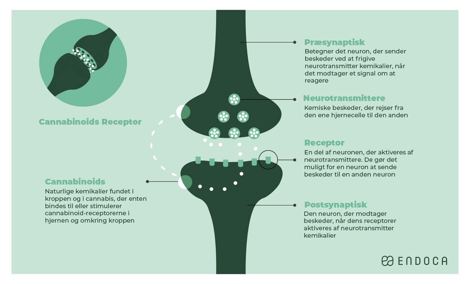 CBD effekter